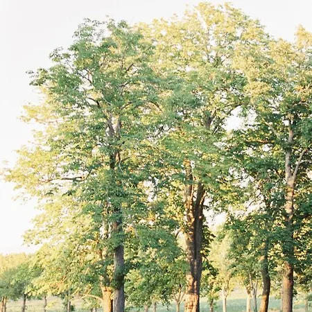 Chateau Saint-joseph, Grand 4 Etoiles En Pleine Nature Апартаменты Mazerolles-du-Razes